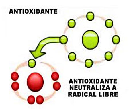 Antioxidantes en la Actividad física